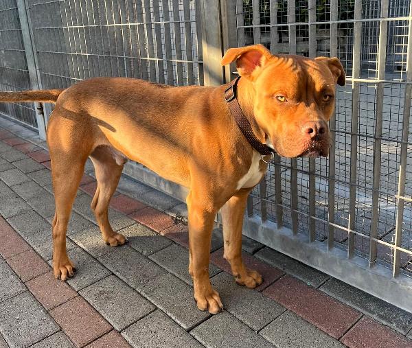 NILO OCCHI DI GIADA Foto 3